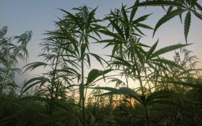 Cannabis in Maryland: 2022 Legislative Update
