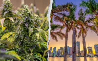 Bill Huber to Lead Panel at Upcoming Benzinga Cannabis Capital Conference