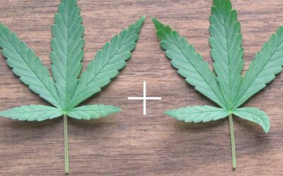 Nemphos Braue and 3-21 Capital Form Cannabis-Focused M&A Team