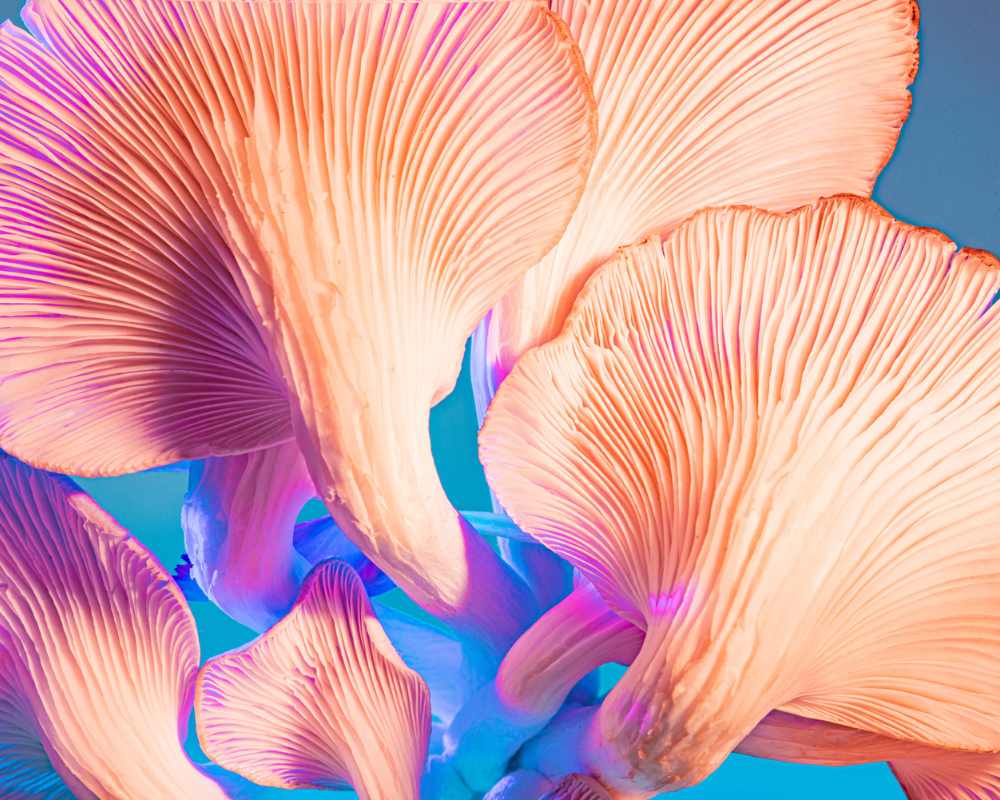 Image of psilocybin mushrooms