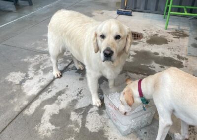 Summer Social - Bark Social Baltimore 2024