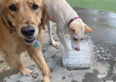 Summer Social - Bark Social Baltimore 2024