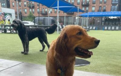 Summer Social at Bark Social in Baltimore