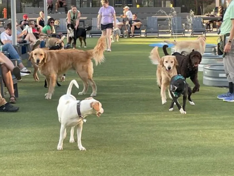 Bark Social